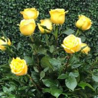 Classic Yellow Roses · A traditional arrangement of yellow roses and greens in a glass vase.