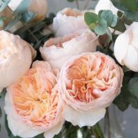 Keira By David Austin Roses · Sassy with a glorious unpredictability of colors, Keira’s shades of marshmallow and blush ma...