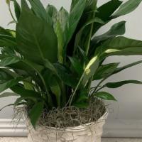 Peace Lily · Peace Lily In a Basket
