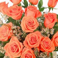 Orange Admiration 18 Bouquet · Roses have never looked so good! With 18 glorious coral roses, graceful white waxflower, and...