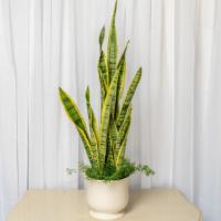 Natural Snake Plant · Produces Oxygen At Night. 
They Filter Out Harmful Pollutants. 
Effective Against Allergies.
