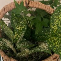 All Natural Dish Garden  · All natural, this dish garden offers a neutral yet change of pace when it comes to your ever...
