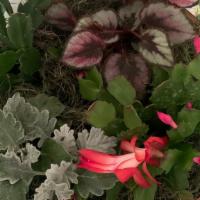 Seasonal Dish Garden  · This garden is seasonal specific. It contains Christmas cactus, Dusty Miller  and more,  thi...