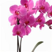 Orchid Planter · Hand-selected orchid plants in keepsake container.