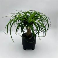 Beaucarnea Recurvata Plant · Beaucarnea Recurvata Plant in a black ceramic pot. Known also as the Elephant's foot or pony...