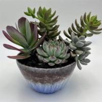 Small Dish Garden · A ceramic vase with 4 succulents.