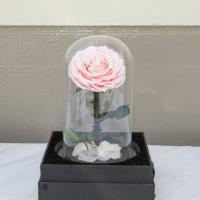 Beauty And The Beast Rose Collection · Beautiful preserved rose last 1-2 years!
