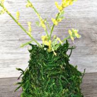 Forest Moss Vase · The forest moss minivase will bring a touch of nature into your office.  It is filled with a...