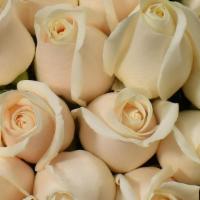 White Roses · 