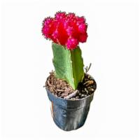 Pink Ruby Ball Grafted Cactus · Pink grafted moon cactus / hibotan cactus / star flowered cactus.