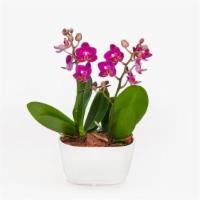 Amalfi Orchid Duo · PACKAGE DETAILS
1 potted plant

HOW IT SHIPS
Ready to use

STORAGE INSTRUCTIONS
Keep at room...