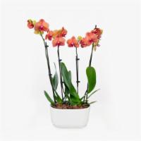 Barcelona Orchid Duo · PACKAGE DETAILS
1 potted plant

HOW IT SHIPS
Ready to use

STORAGE INSTRUCTIONS
Keep at room...