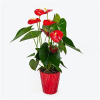 Bali Anthurium · PACKAGE DETAILS
1 potted plant

HOW IT SHIPS
Ready to use

STORAGE INSTRUCTIONS
Keep at room...