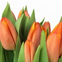 Dutch Tulips/Solid Bunches (10 Stems) · 10 Stem Dutch Tulips wrapped in a Kraft wrap.
