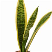 Snake Plant · Snake plants, also known as mother in laws tongue, are known for their purifying qualities. ...