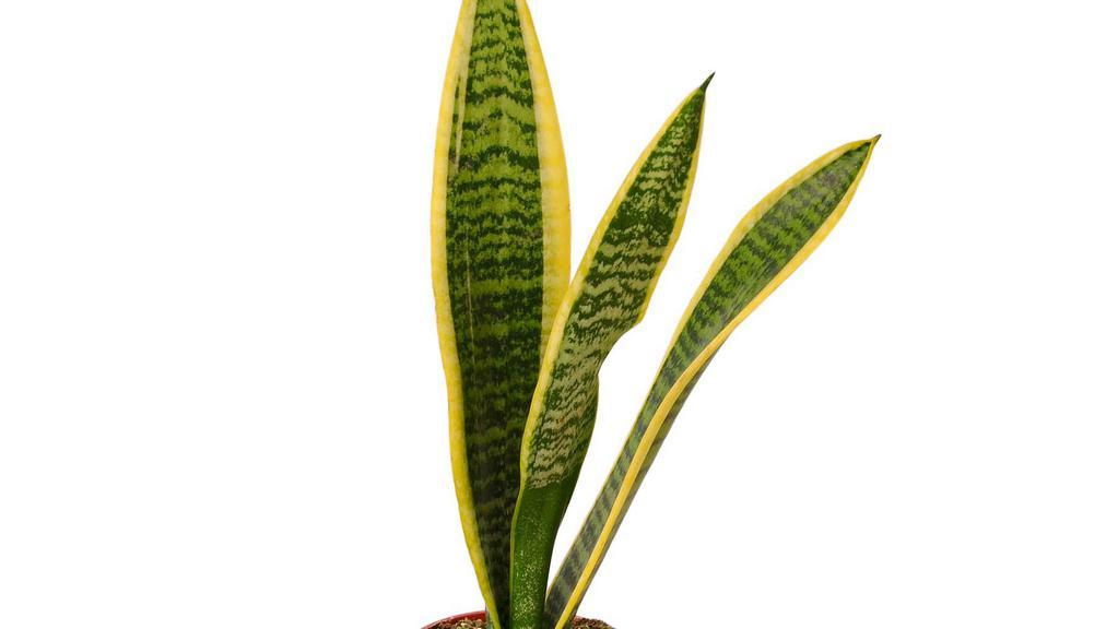 Snake Plant · Snake plants, also known as mother in laws tongue, are known for their purifying qualities. Great bedroom plants because they release oxygen at night. They are succulents, thus making them an easy plant to have and take care of. 

Bright indirect to low light requirements. 

Water every 2-3 weeks.