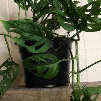 Monstera Adansonii - 6 Inch  · A vining plant known for it's swiss cheese looking foliage. 

Light: bright to medium indire...