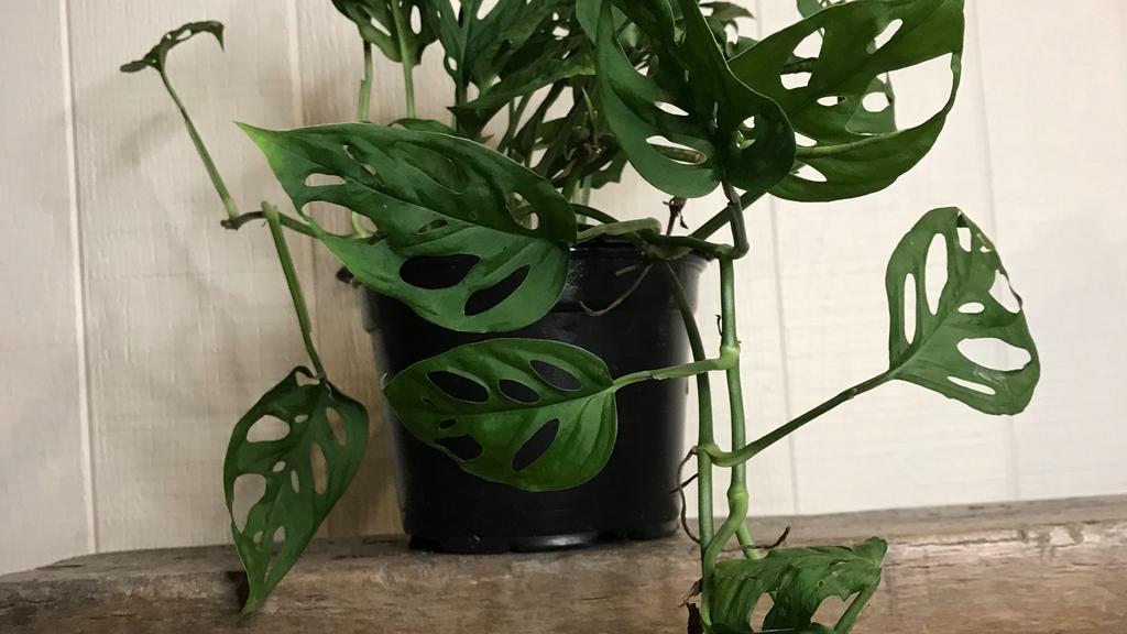 Monstera Adansonii - 6 Inch  · A vining plant known for it's swiss cheese looking foliage. 

Light: bright to medium indirect light 
Water: Every 1-2 weeks, allow soil to fully dry out in between waterings