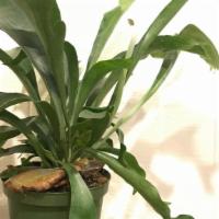 Staghorn Fern - 6 Inch  · Beautiful full staghorn fern. T

Light: bright indirect/diffused sunlight
Water: Every 1-2 w...