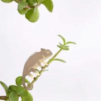 Chameleon Plant Animal · The Chameleon Plant Animal, created by Another Studio, is a fun way to make your own tiny ra...