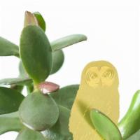 Owl Plant Animal  · Plant Animals are a delightful way to make your own mini indoor forest. Treat yourself or gi...