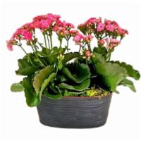 Double Kalanchoe Planter · Two beautiful kalanchoe plants in a rustic oval pot. Plant color will vary based on availabi...
