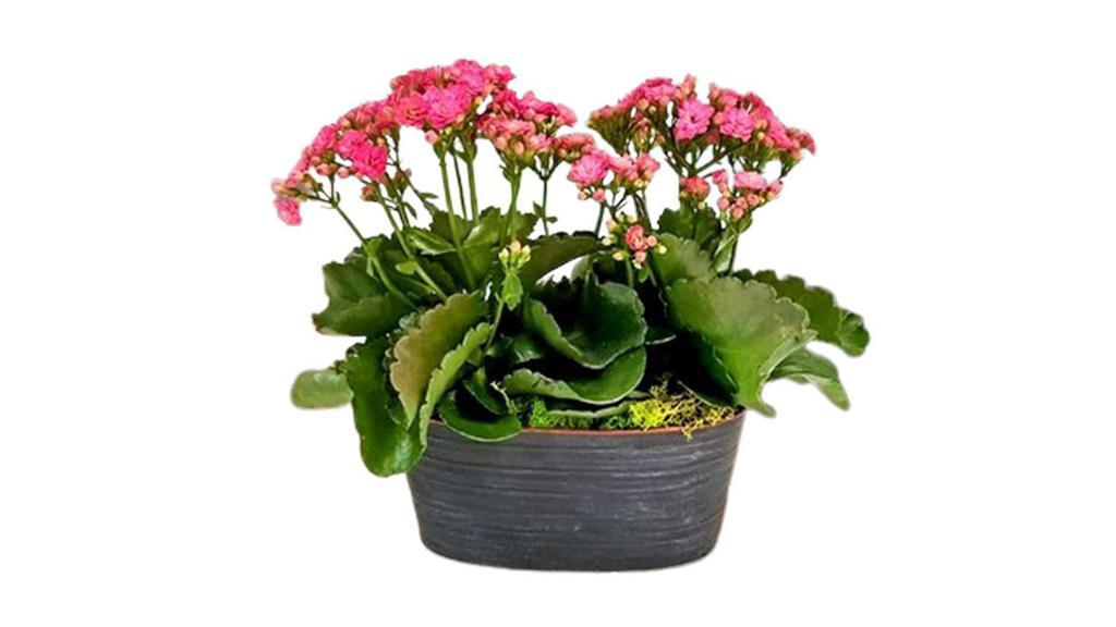 Double Kalanchoe Planter · Two beautiful kalanchoe plants in a rustic oval pot. Plant color will vary based on availability.