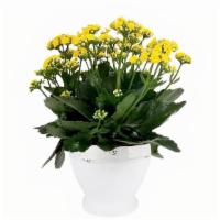 Kalanchoe Planter · Beautiful Kalanchoe plant in a decorative ceramic pot. Plant color will vary based on availa...