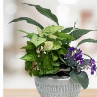 Melody Planter · Beautiful African Violet, spath, and mixed greens in a small melati bowl accented with rocks...