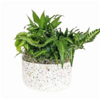 Terrazzo Dazzle - Deluxe · This planter is a staff favorite. Filled with lush and long-lasting green plants, the terraz...