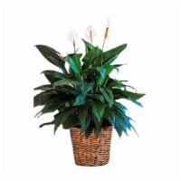 Large Spathiphyllum Plant · This floor-sized plant with its shiny dark green leaves produces striking white lily-like fl...