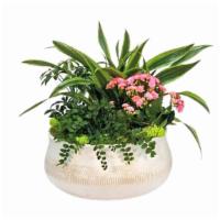 Leonata Deluxe · Send a breath of fresh air with this nice mix of green and blooming plants in a large, styli...