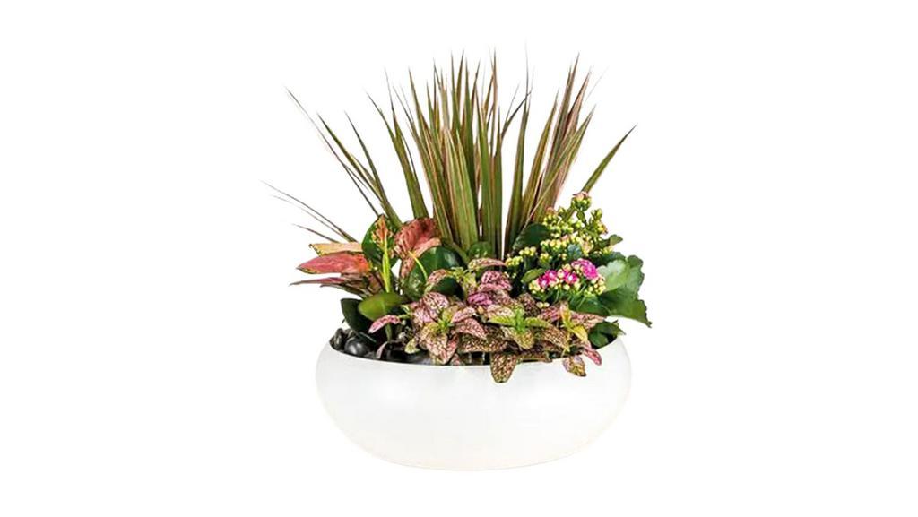 Keep It Cool · Plants provide an environmentally-friendly way to lower temperature by releasing evaporated air and cooling their surroundings. Keep your environment cool with this large planter featuring dracaena marginata, pink splash, aglaonema and kalancoe.

Approx. 13