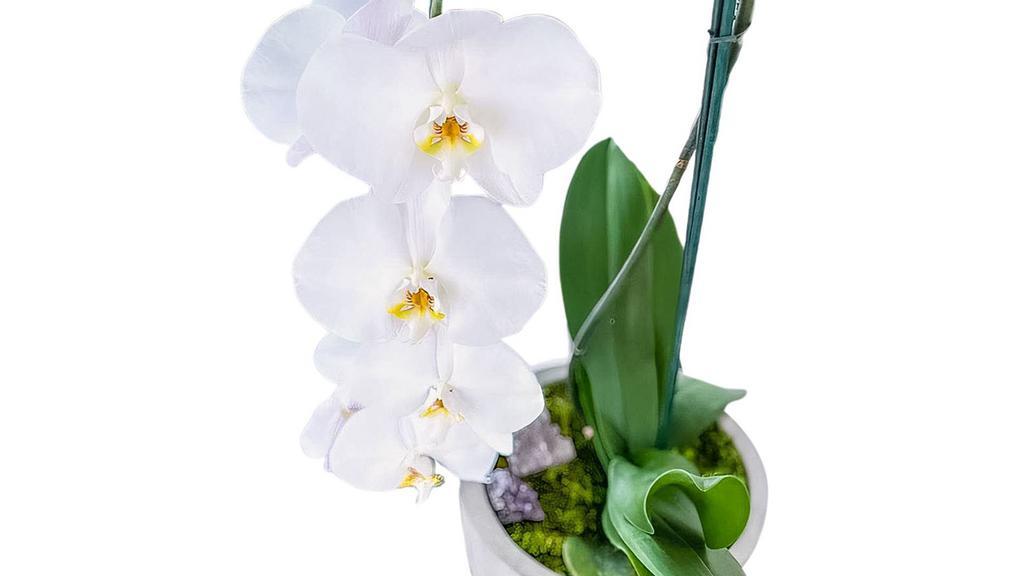 Orchid · Beautiful orchid in modern concrete planter.
