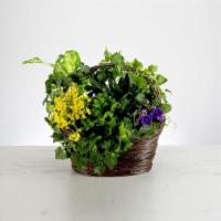 Thinking Of You By Bloomnation™ · A deep green fresh plant filled basket to bring life and peace to any space. A perfect way t...