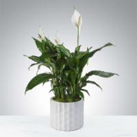 Modern Spathiphyllum Plant By Bloomnation™ · A tall reaching spathiphyllum plant, also known as a peace lily, set in a modern planter. Pe...