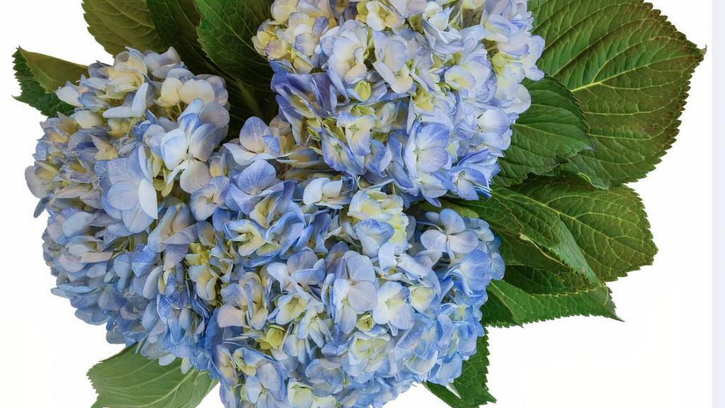 Debi Lilly Hydrangea Bunch (Blue) (3 Stems) · Hydrangea bunch (3 Stems) Wrapped in a Kraft wrap.