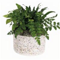 Terrazzo Dazzle - Standard · This planter is a staff favorite. Filled with lush and long-lasting green plants, the terraz...