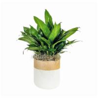 Peace Lily In Rooney Pot · This easy-to-care-for Peace Lily Plant is potting an a decorative ceramic planter.