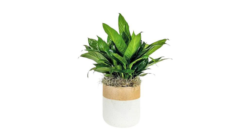 Peace Lily In Rooney Pot · This easy-to-care-for Peace Lily Plant is potting an a decorative ceramic planter.