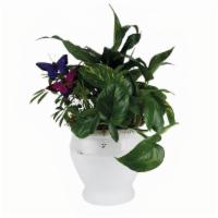 Butterfly Pot · A mix of easy-to-care-for green plants are designed in white ceramic pot.

Approx. 11