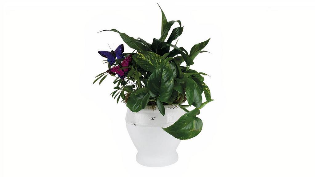 Butterfly Pot · A mix of easy-to-care-for green plants are designed in white ceramic pot.

Approx. 11