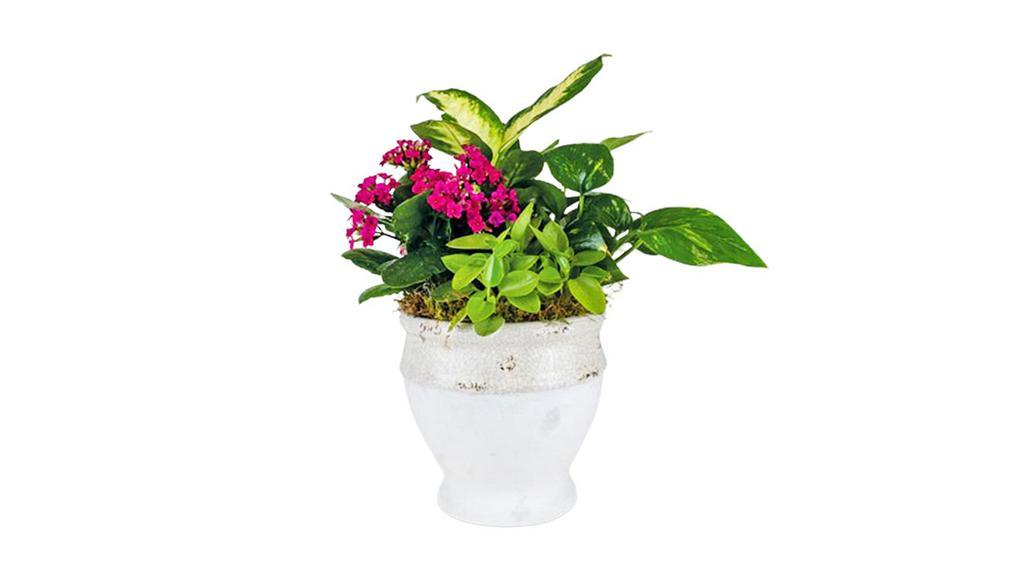 Mixed Planter · A mix of green & blooming plants are designed in a white ceramic pot.

Approx. 11