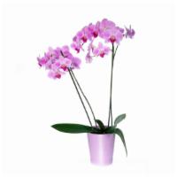 Large Orchid · Large Orchid in a cute vase.
Color, vase and amount of stems determined at time of purchase ...