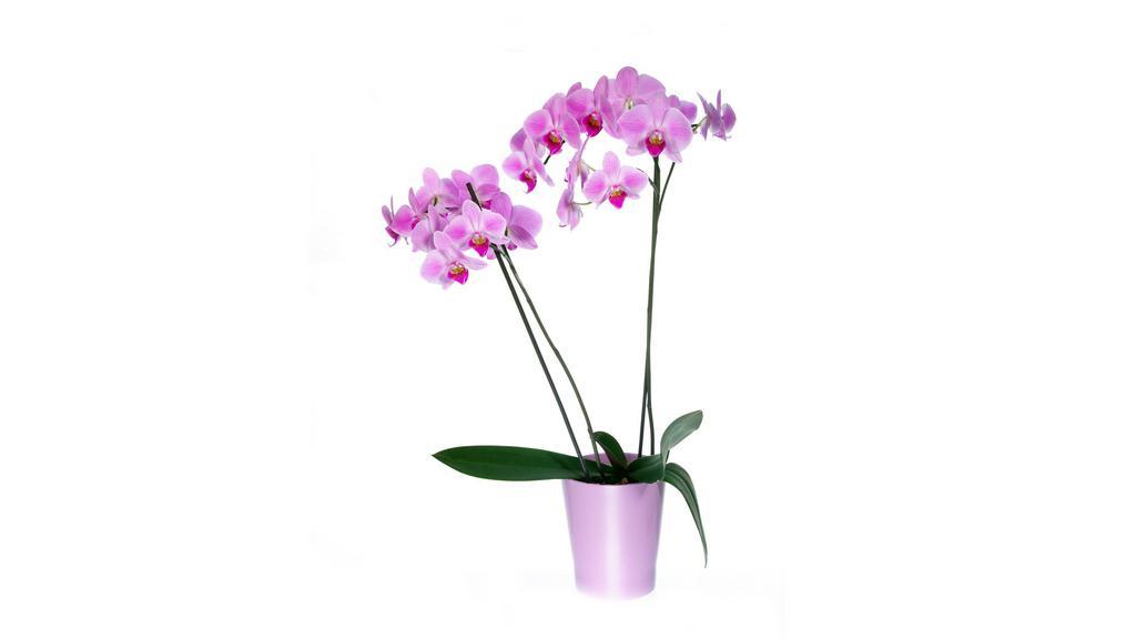Large Orchid · Large Orchid in a cute vase.
Color, vase and amount of stems determined at time of purchase and is dependent on product availability.