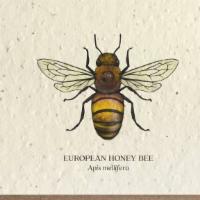 Honey Bee Greeting Cards - Plantable Seed Paper · These greeting cards feature our pen and watercolor drawings. Our cards are printed on plant...