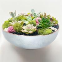 Large Traditional Garden · Our largest Fat Leaf arrangement of nine assorted succulents and deer moss snuggled in a  bi...
