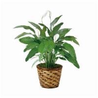 The Ftd® Spathiphyllum · The FTD® Spathiphyllum, or more commonly known as the Peace Lily, is a beautiful plant to he...
