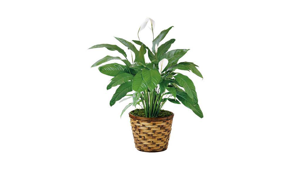 The Ftd® Spathiphyllum · The FTD® Spathiphyllum, or more commonly known as the Peace Lily, is a beautiful plant to help convey your wishes for tranquility and sweet serenity. An ideal gift for most occasions, this lush plant displays white conical blooms perfectly presented in a round woven container to make it a natural fit for any interior decor. 8