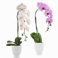 Swan Orchid · Swan orchid in white pot.
Orchid colors variety include: 
Purple, Pink, Yellow & White.
Plea...
